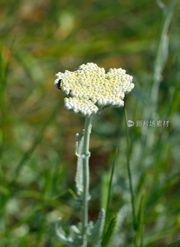 开花黄蓍草(Achillea Clypeolata L.)